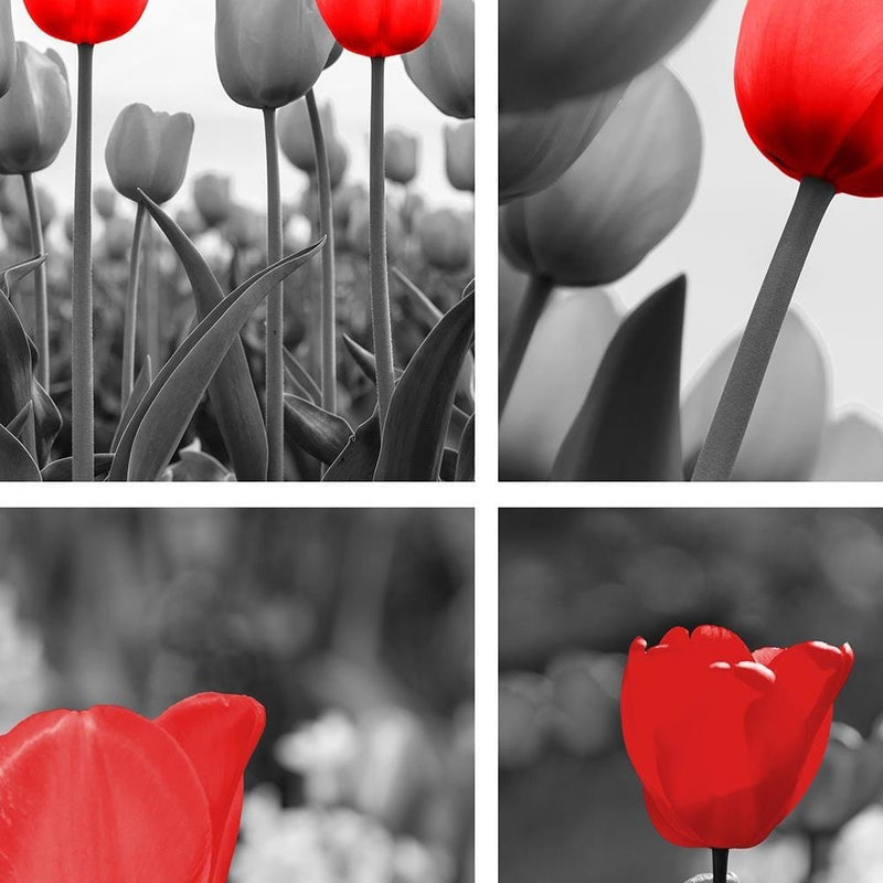 Dekoratīvais panelis - A Set Of Red Tulips In Gray  Home Trends Deco