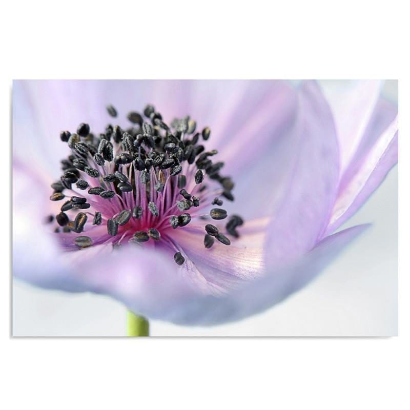 Dekoratīvais panelis - Anemone  Home Trends Deco