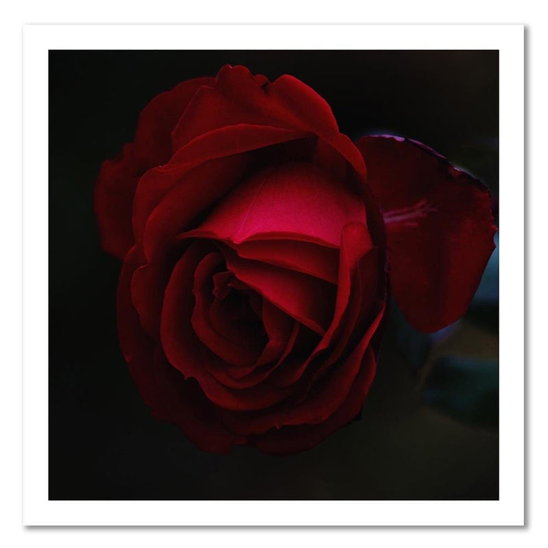 Dekoratīvais panelis - Beautiful Red Rose  Home Trends Deco