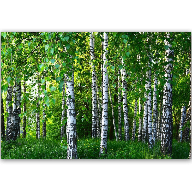 Dekoratīvais panelis - Birch Forest  Home Trends Deco