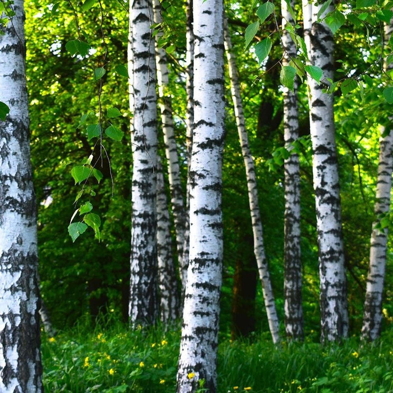 Dekoratīvais panelis - Birch Forest  Home Trends Deco