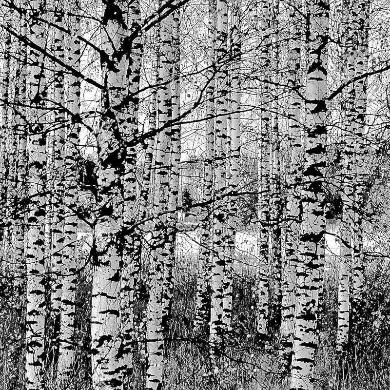 Dekoratīvais panelis - Black And White Birch  Home Trends Deco