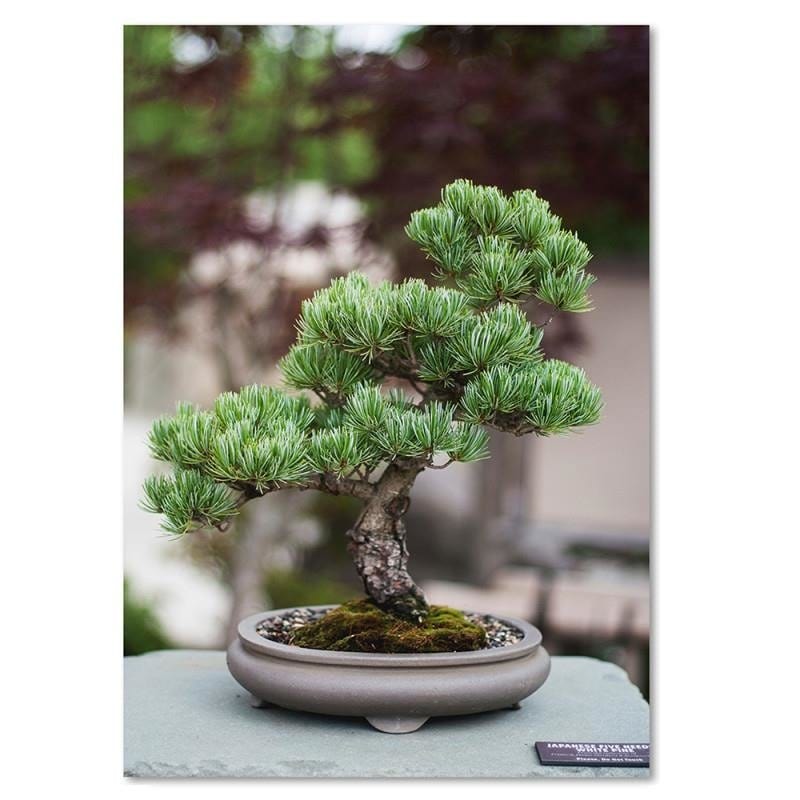 Dekoratīvais panelis - Bonsai  Home Trends Deco