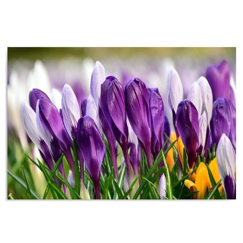 Dekoratīvais panelis - Crocuses 5  Home Trends Deco