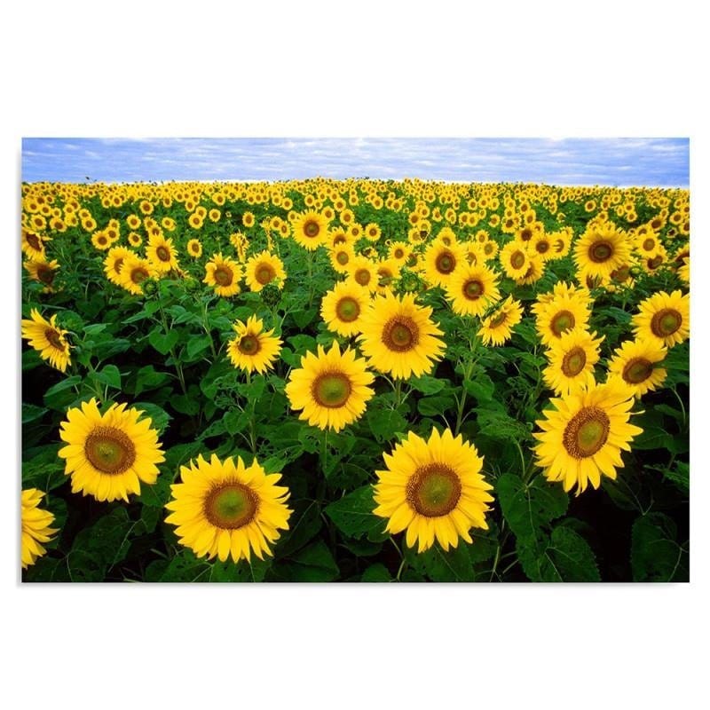 Dekoratīvais panelis - Field Of Sunflowers  Home Trends Deco