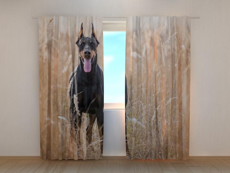 Dienas un nakts aizkari - Dobermans pinčers zeltainā zālē 180 x 140 cm (2X 90x140 cm) / SCREEN E-interjers.lv