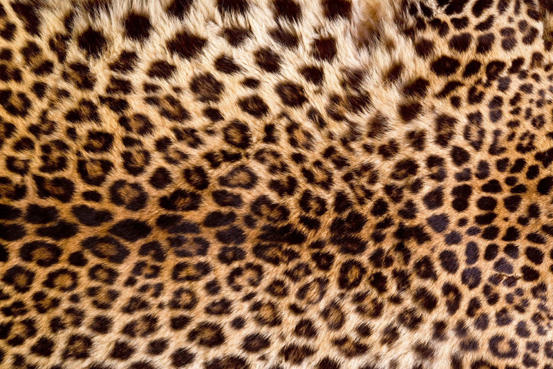 Flizelīna fototapetes - Leoparda āda D-ART