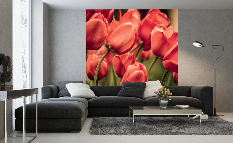 Flizelīna fototapetes - Sarkanas tulpes 225 x 250 cm D-ART