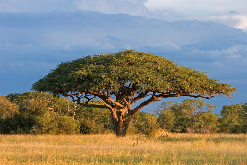 Flizelīna fototapetes - Savannas koki D-ART