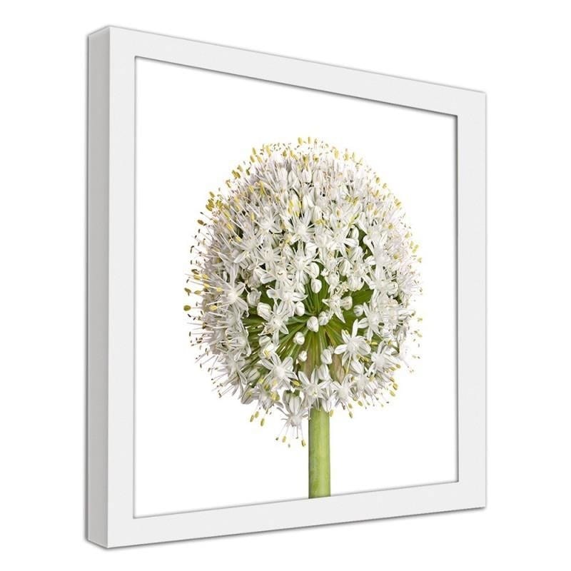 Glezna baltā rāmī - White garlic flower  Home Trends DECO