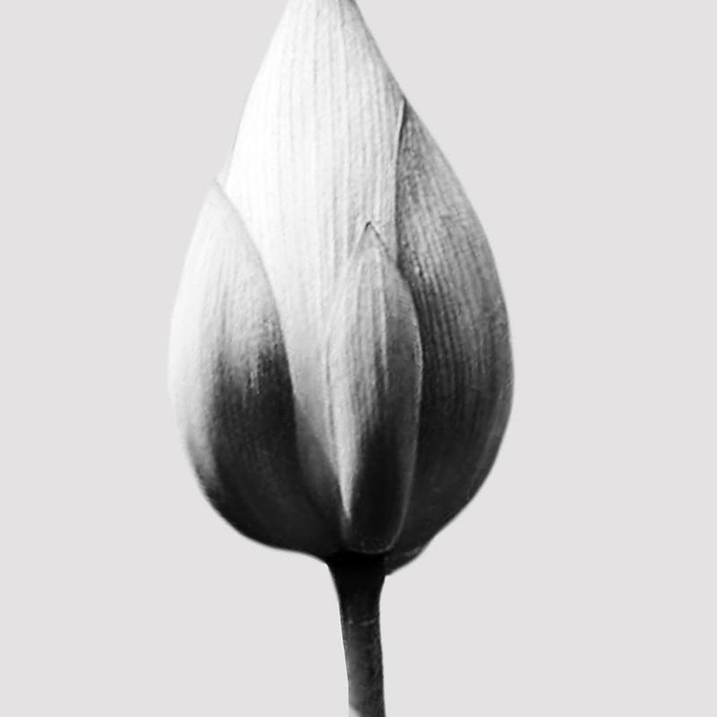 Glezna baltā rāmī - White Lotus Bud  Home Trends DECO