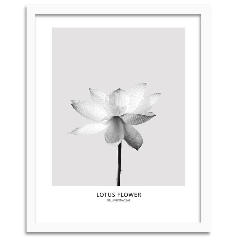 Glezna baltā rāmī - White Lotus Flower  Home Trends DECO