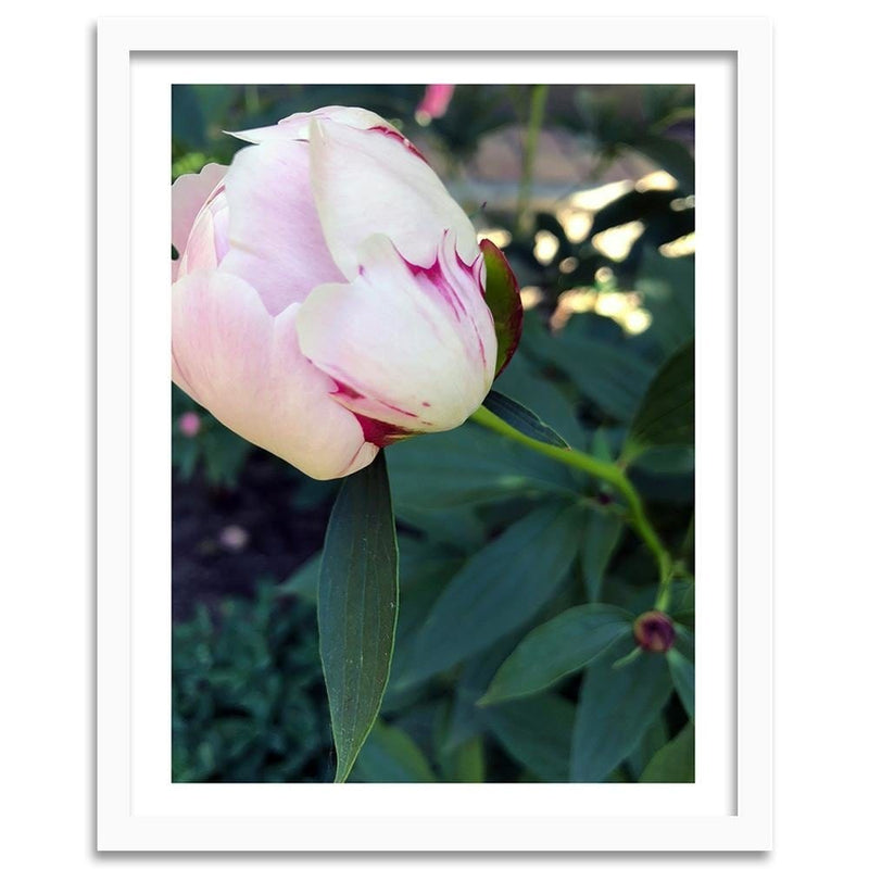 Glezna baltā rāmī - White Peony  Home Trends DECO