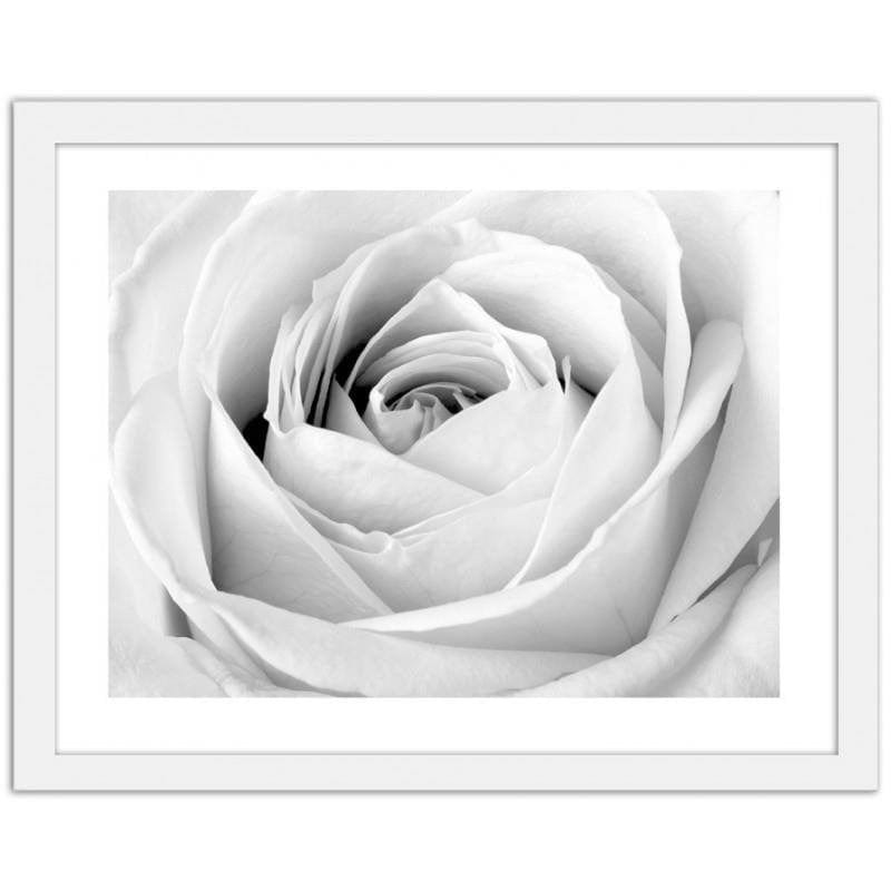 Glezna baltā rāmī - White rose  Home Trends DECO