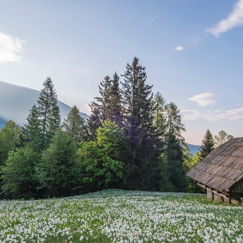 Glezna baltā rāmī - Wooden House In The Midst Of Tears  Home Trends DECO