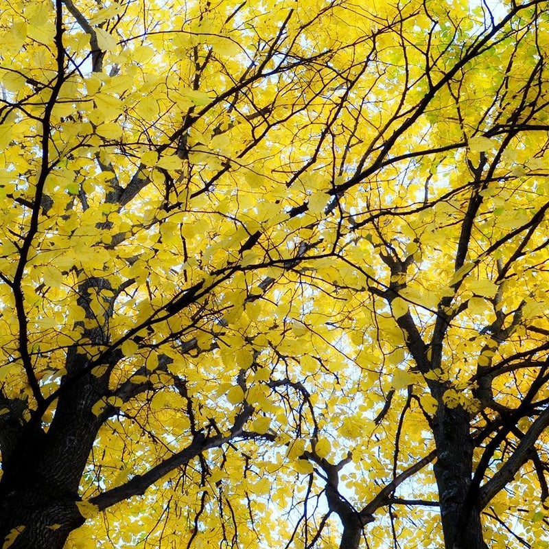 Glezna baltā rāmī - Yellow Leaves On A Tree  Home Trends DECO