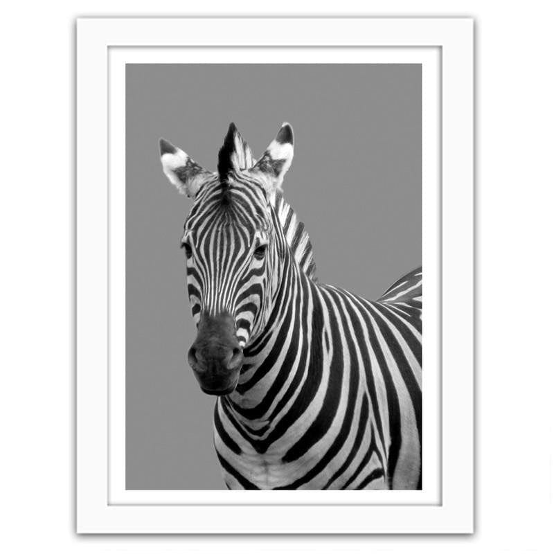 Glezna baltā rāmī - Zebra in black and white  Home Trends DECO