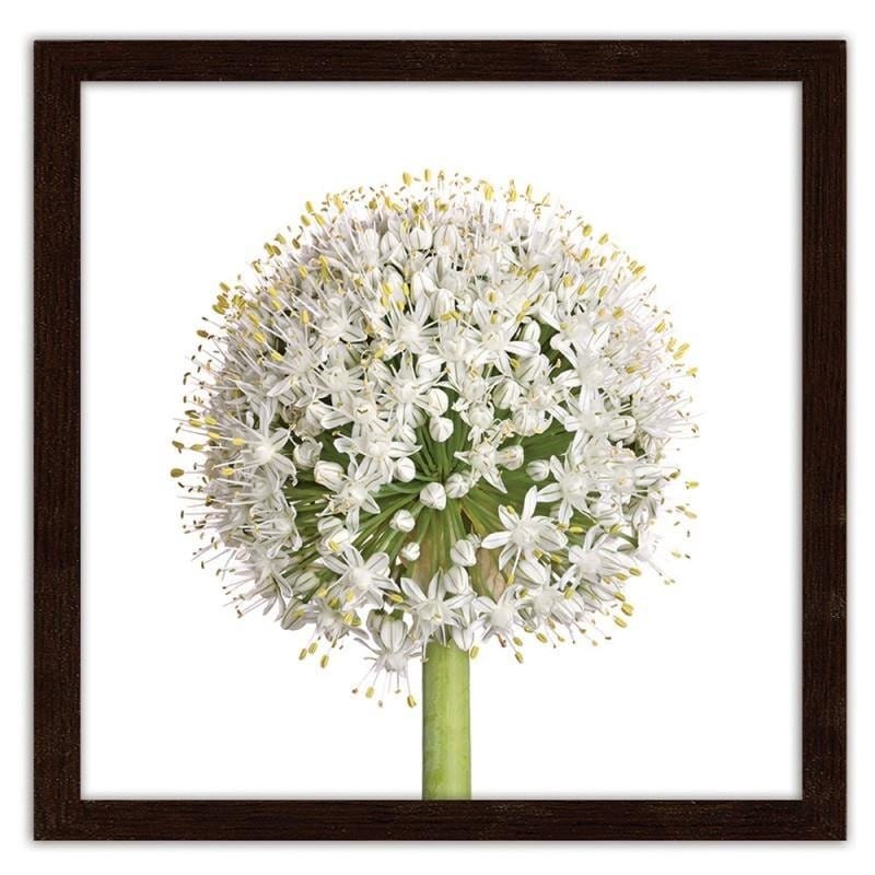 Glezna brūnā rāmī - White garlic flower  Home Trends DECO