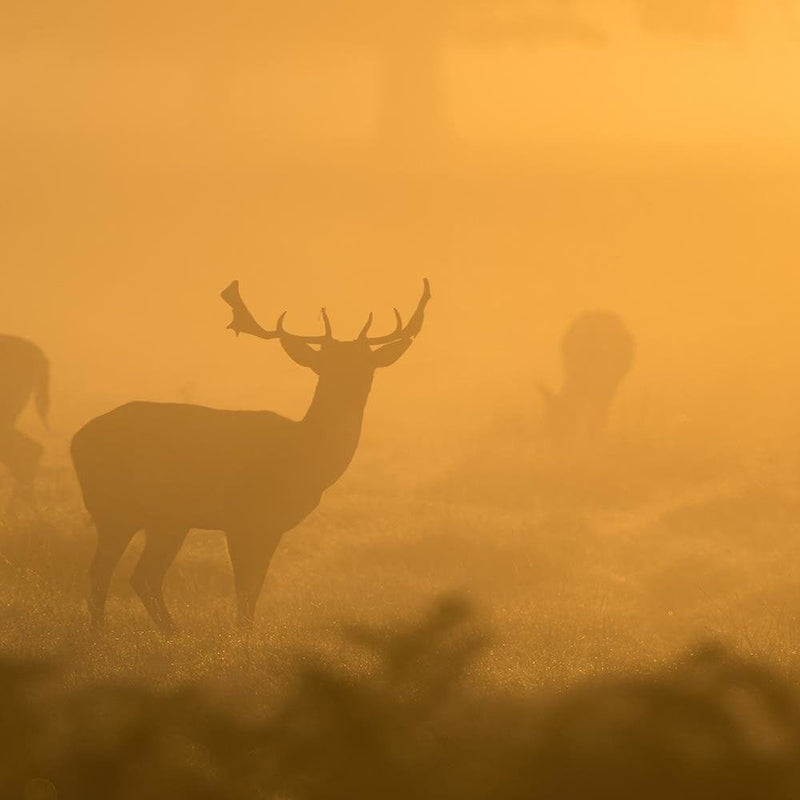 Glezna melnā rāmī - A Herd Of Deer At Dawn  Home Trends