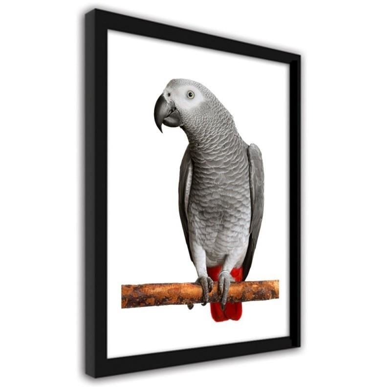 Glezna melnā rāmī - A jacoon parrot  Home Trends