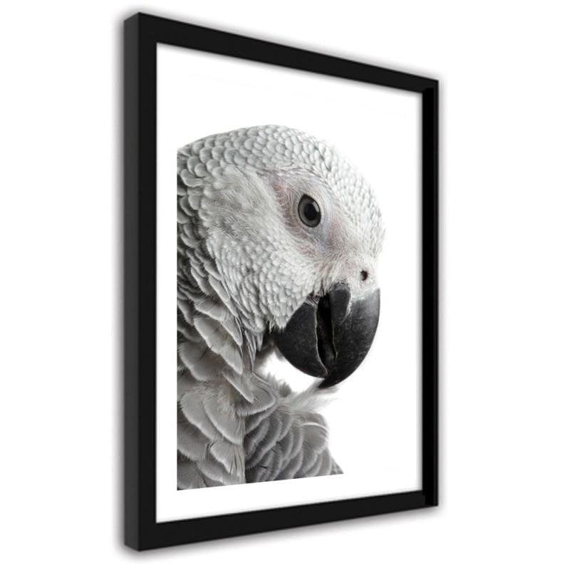 Glezna melnā rāmī - A jacoon parrot  Home Trends