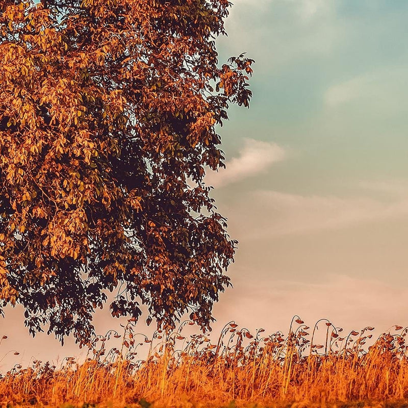 Glezna melnā rāmī - A Tree In Autumn  Home Trends