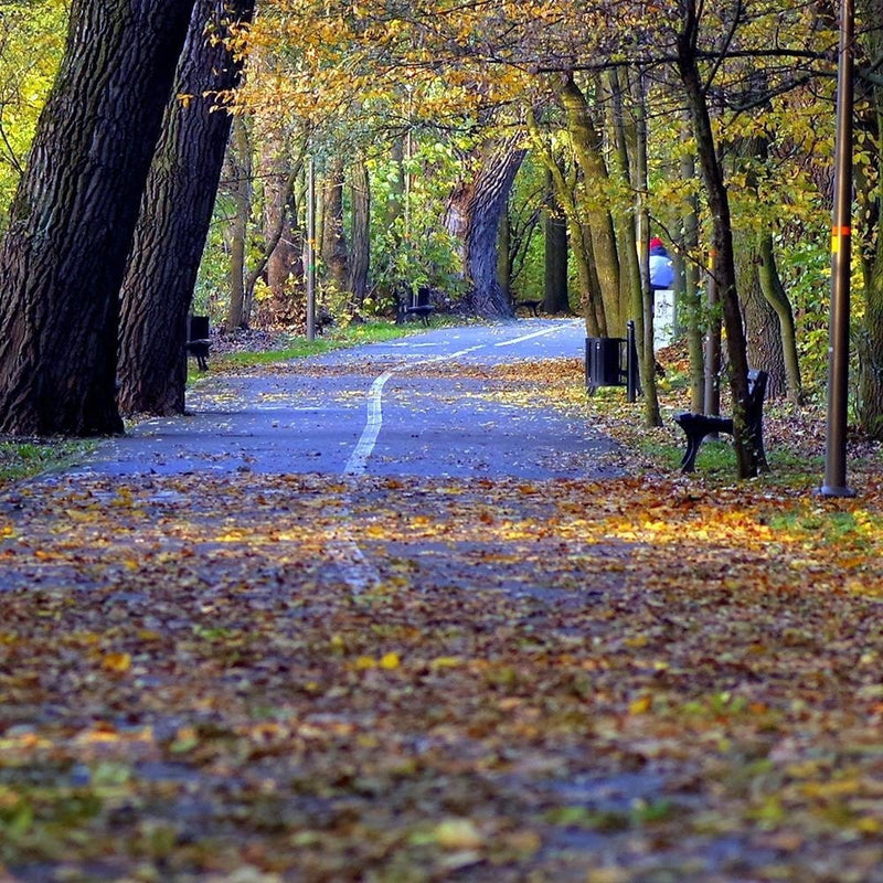 Glezna melnā rāmī - Bike Path In The Park  Home Trends