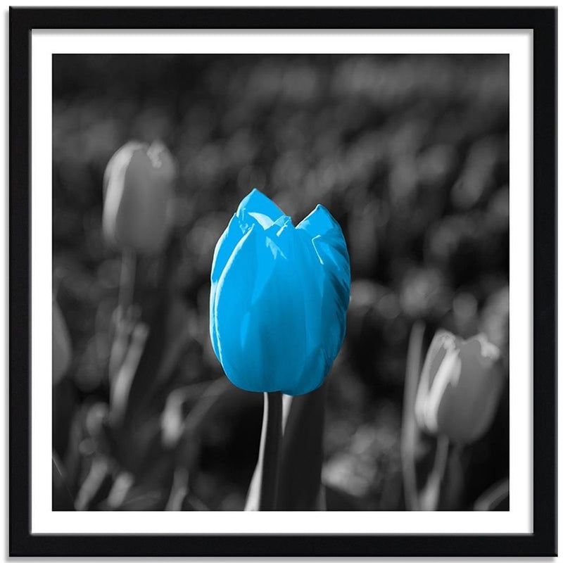 Glezna melnā rāmī - Blue Tulip In Gray  Home Trends