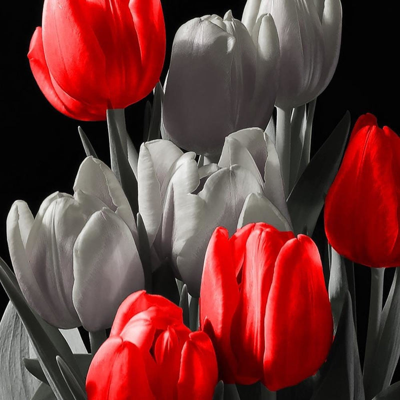 Glezna melnā rāmī - Bouquet Of Red Tulips  Home Trends