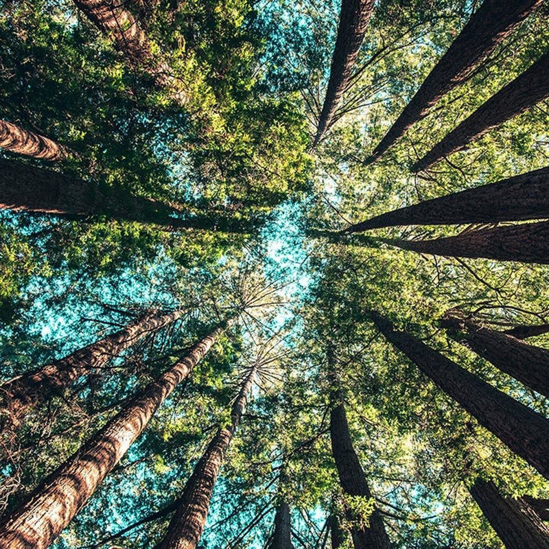 Glezna melnā rāmī - Branches Of Tall Trees  Home Trends