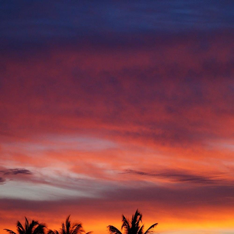 Glezna melnā rāmī - Colorful Sky And Palm Trees  Home Trends