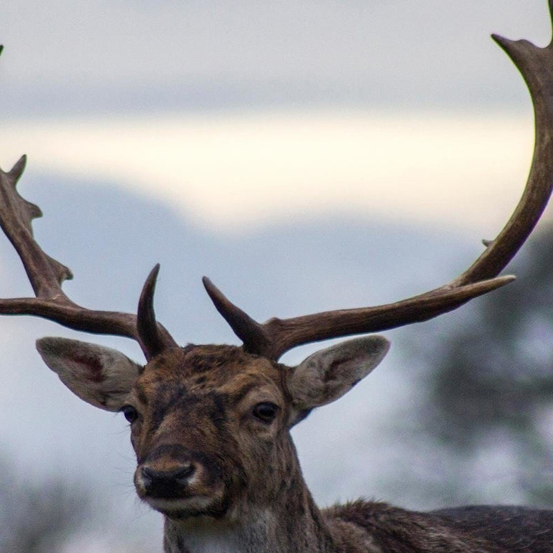 Glezna melnā rāmī - Deer  Home Trends