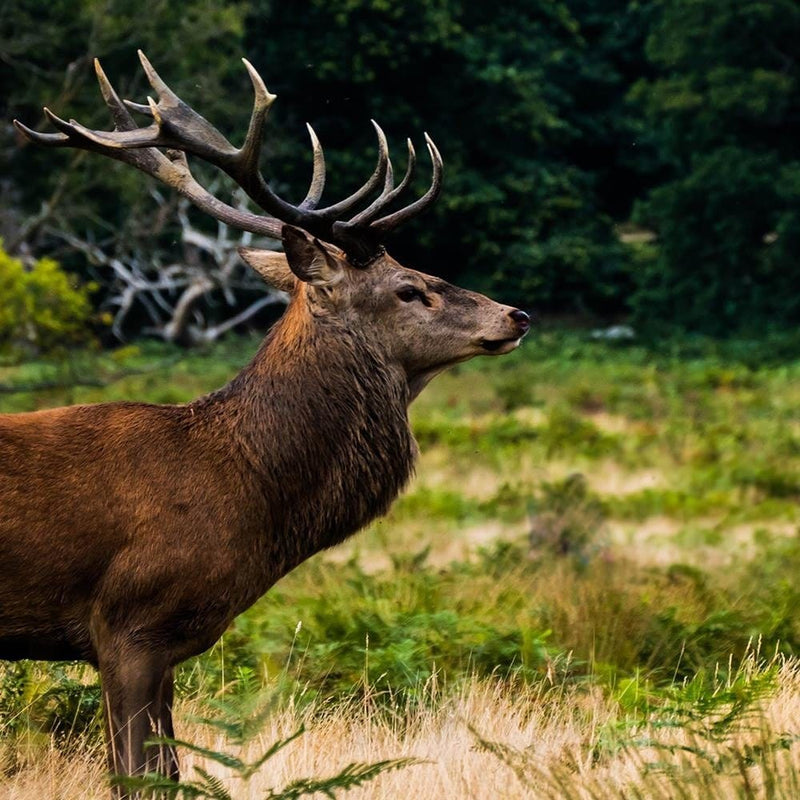 Glezna melnā rāmī - Deer In Rut  Home Trends