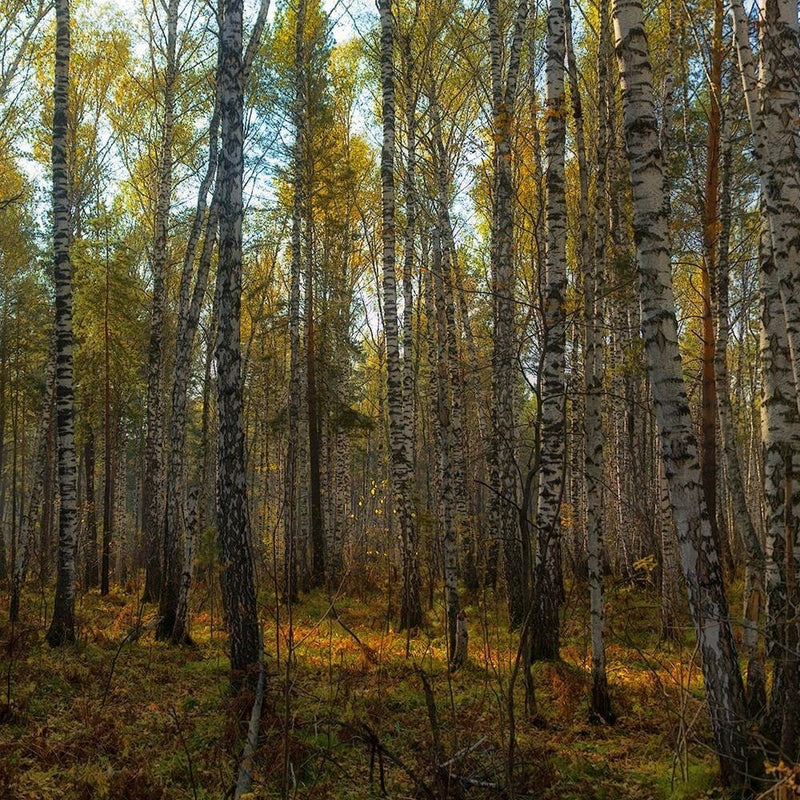 Glezna melnā rāmī - Dense Birch Forest  Home Trends