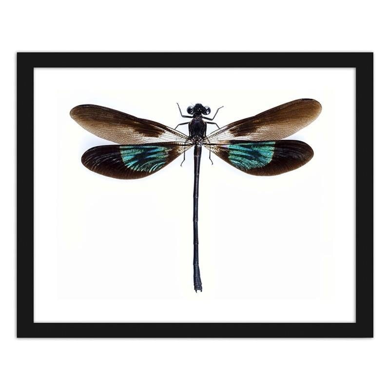 Glezna melnā rāmī - Dragonfly  Home Trends