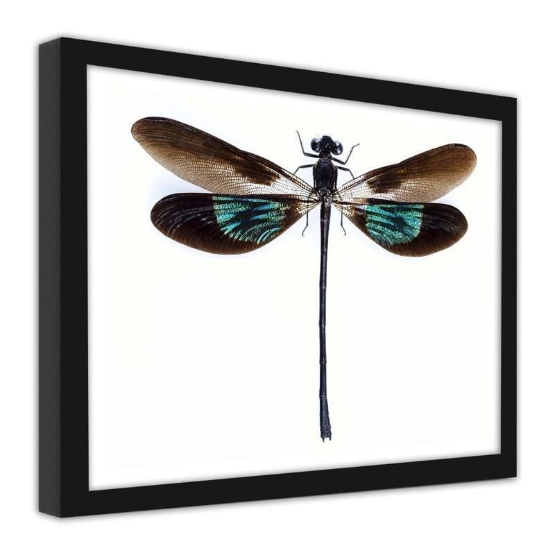 Glezna melnā rāmī - Dragonfly  Home Trends