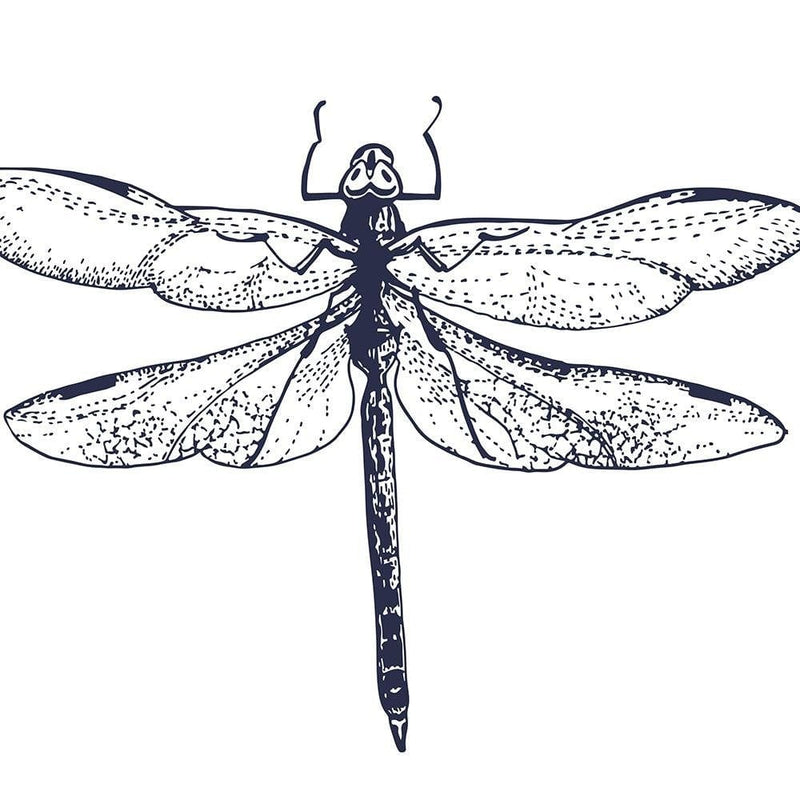 Glezna melnā rāmī - Drawn Dragonfly  Home Trends