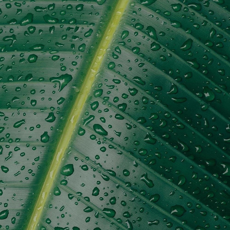 Glezna melnā rāmī - Drops On A Leaf Close-Up  Home Trends