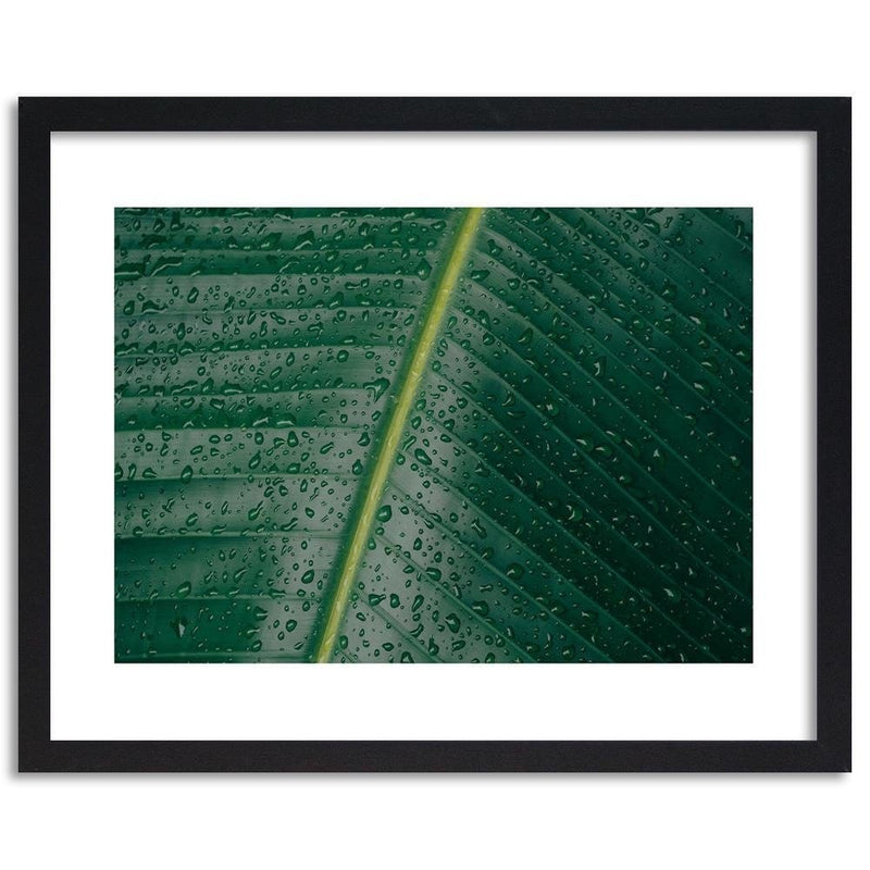 Glezna melnā rāmī - Drops On A Leaf Close-Up  Home Trends