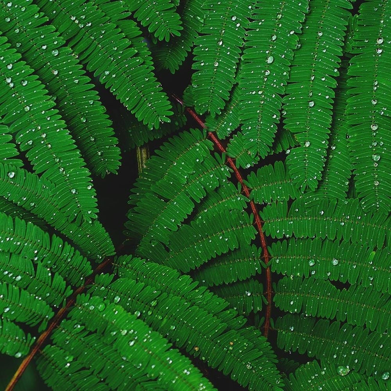 Glezna melnā rāmī - Drops On The Leaves Of A Fern  Home Trends