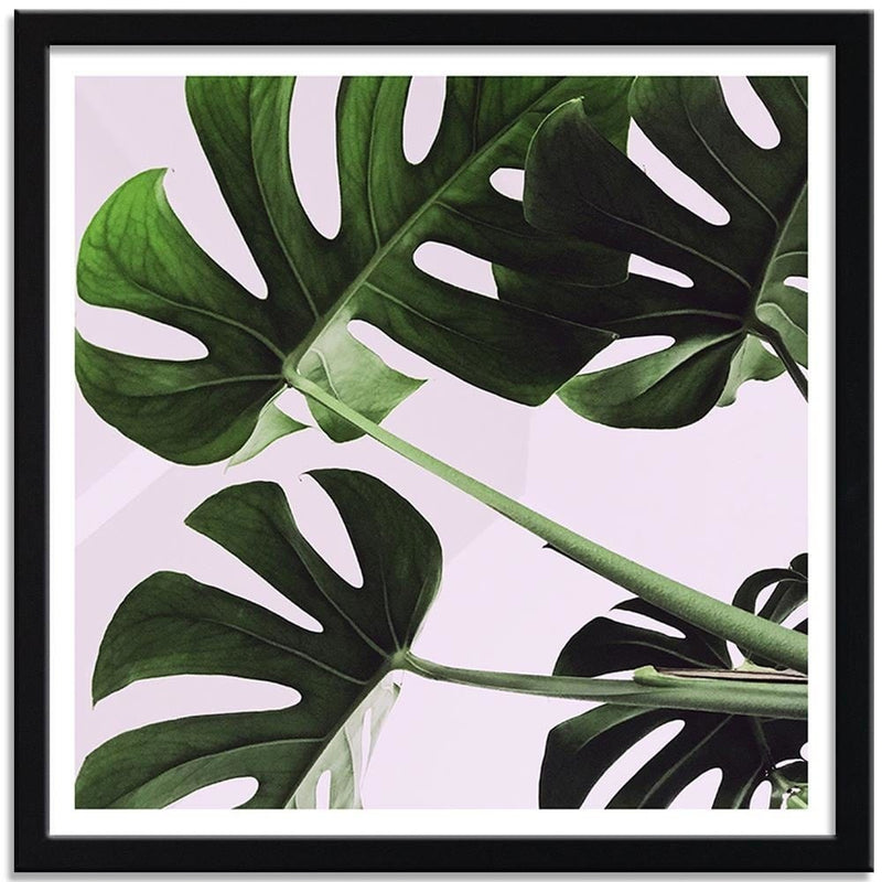 Glezna melnā rāmī - Exotic Leaves Monstera 1  Home Trends