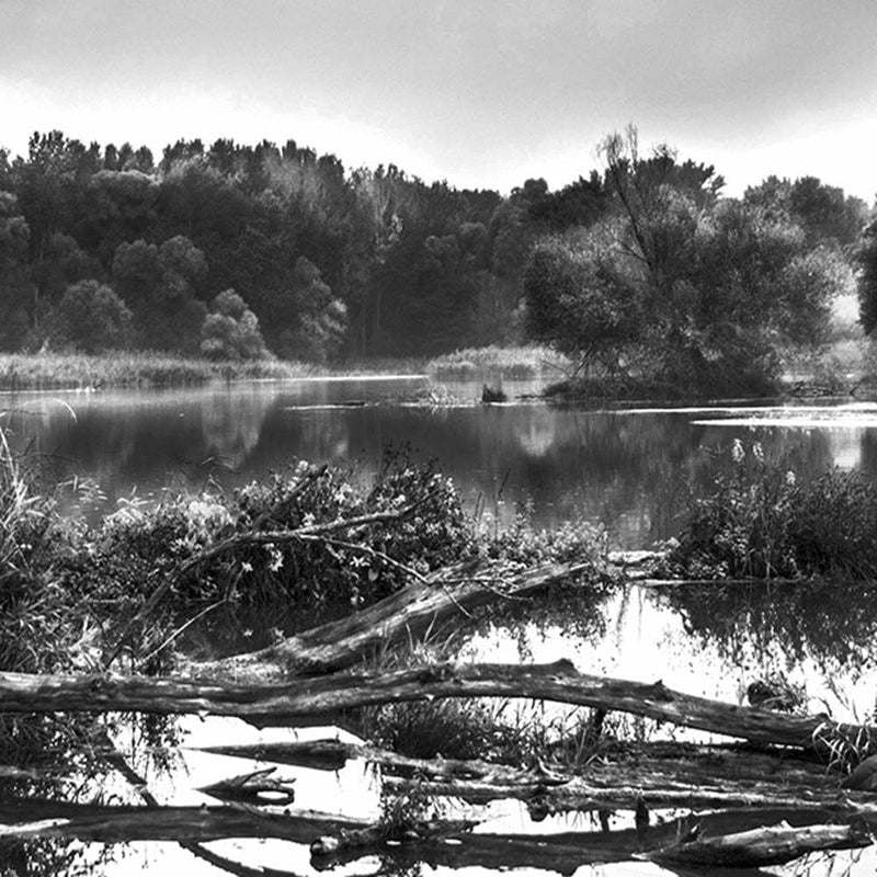 Glezna melnā rāmī - Fallen Tree In The Lake 2  Home Trends