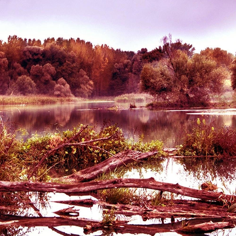 Glezna melnā rāmī - Fallen Tree In The Lake 3  Home Trends