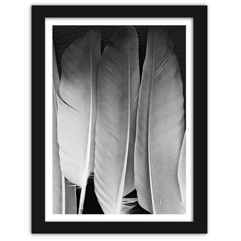 Glezna melnā rāmī - Feathers in black and white  Home Trends