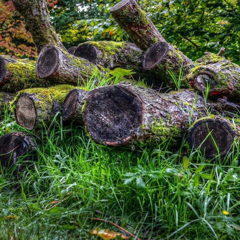 Glezna melnā rāmī - Felled Tree Trunks  Home Trends