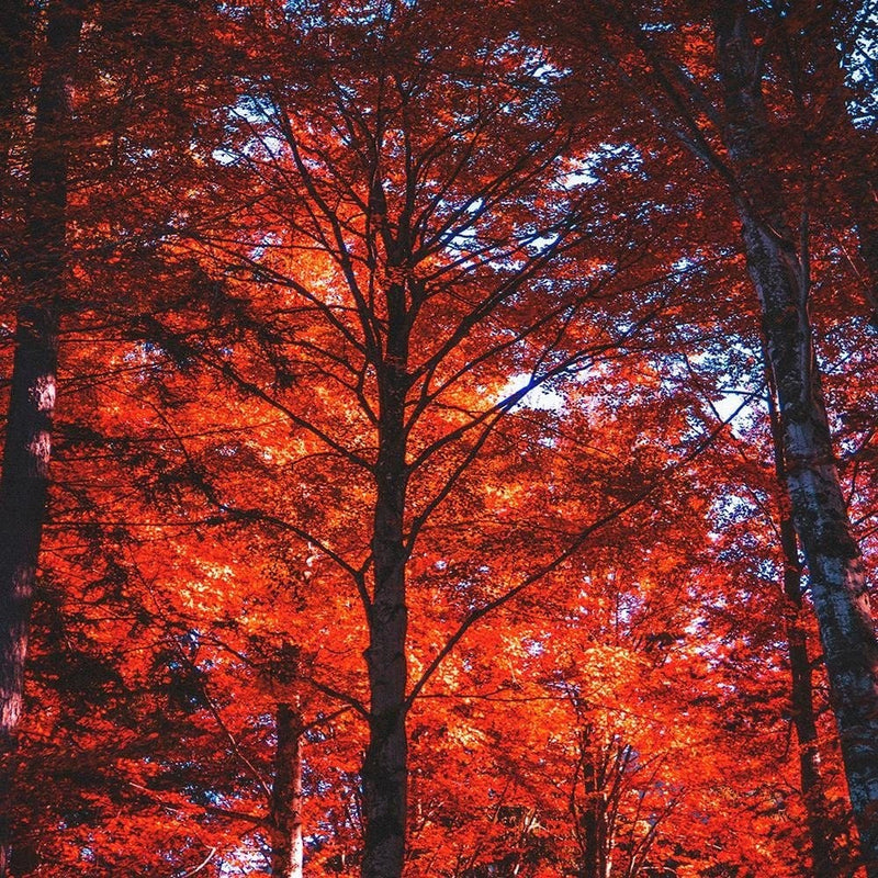 Glezna melnā rāmī - Forest In The Light Of The Setting Sun  Home Trends