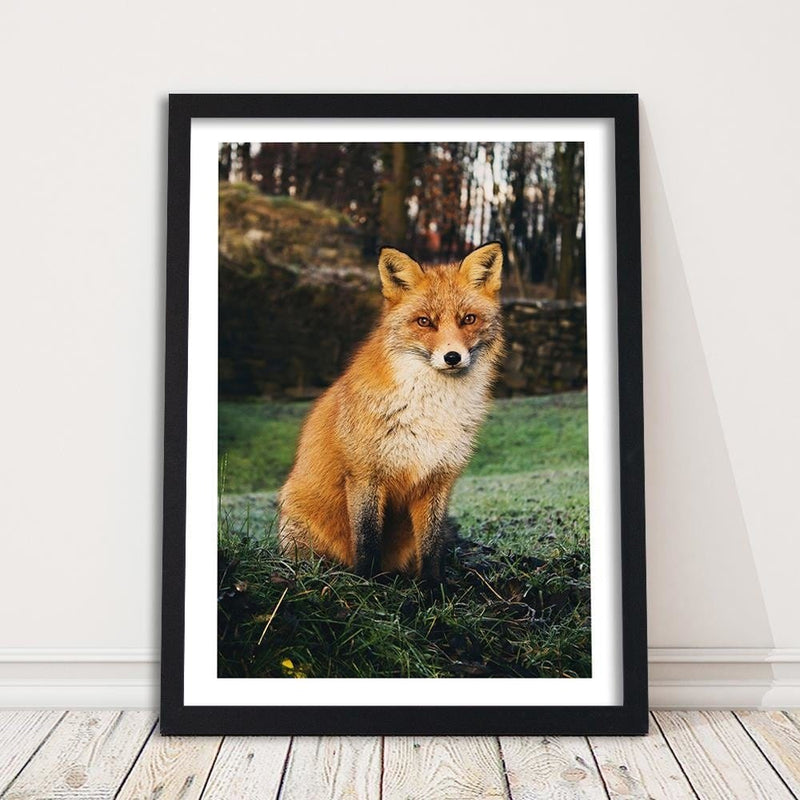 Glezna melnā rāmī - Fox In The Woods  Home Trends