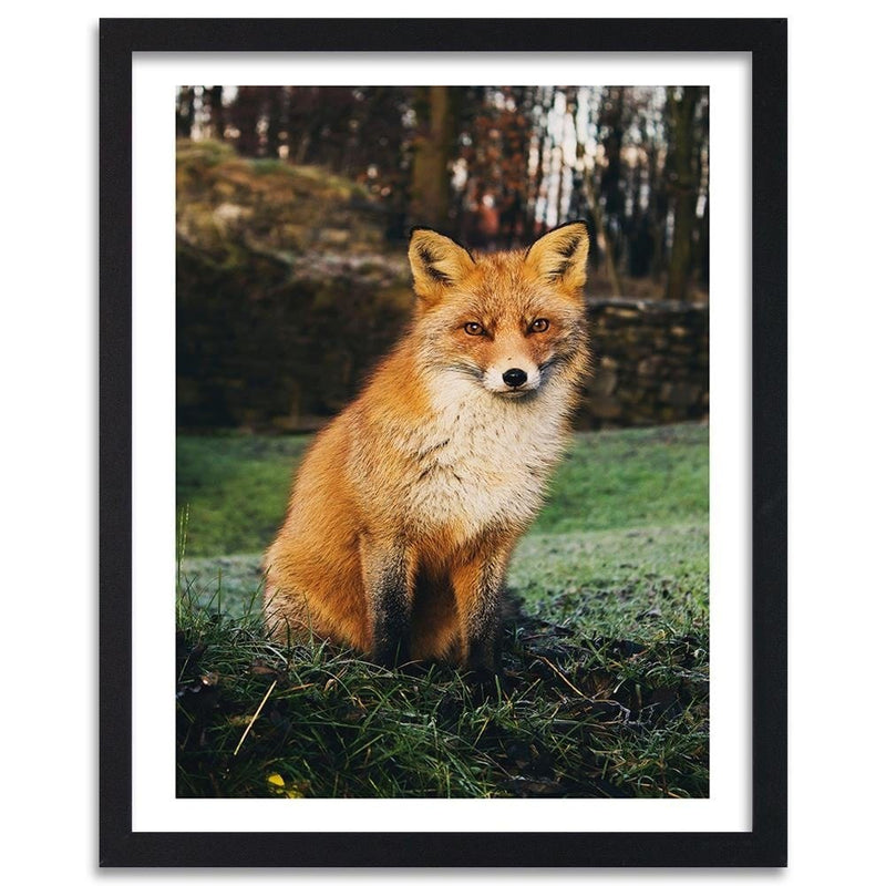 Glezna melnā rāmī - Fox In The Woods  Home Trends