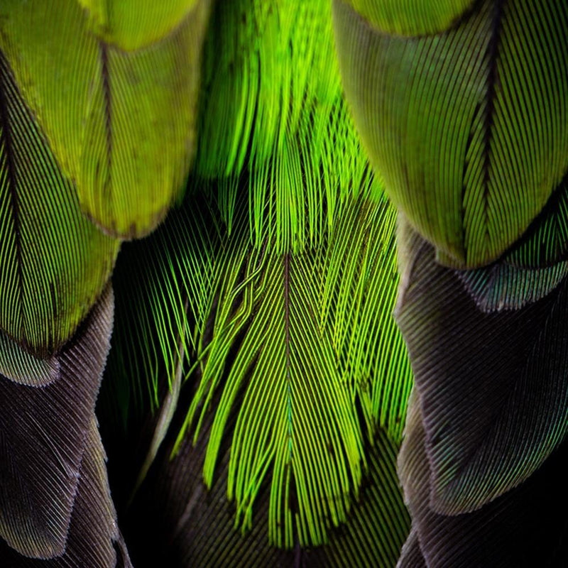 Glezna melnā rāmī - Green Feathers  Home Trends