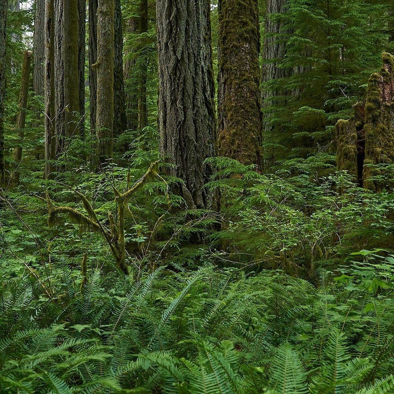 Glezna melnā rāmī - Green Ferns In The Forest  Home Trends